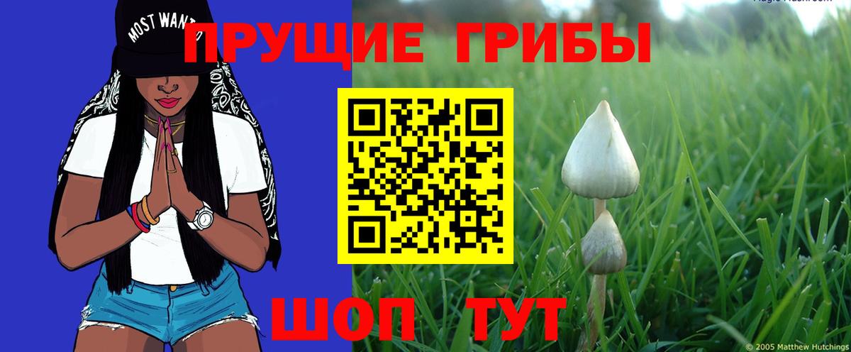 Кингисепп  Псилоцибиновые грибы прущие грибы  Вход с VPN 